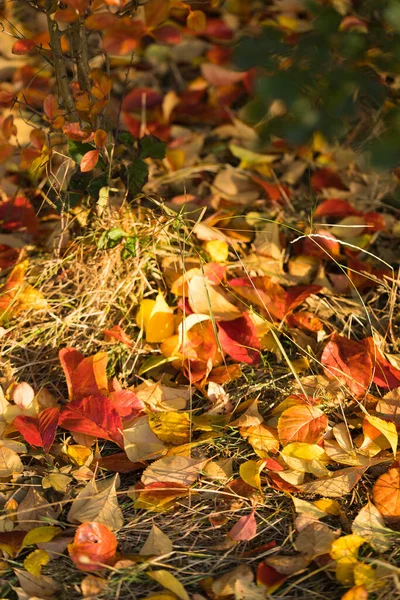Parlak Yapraklar Batan Güneş ışınlarında Kuru Çimenler 'de. Dikey Resim, Gezgin Şehveti.