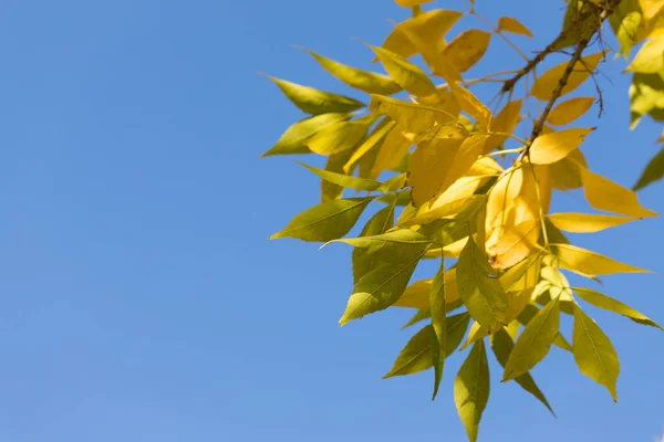 Güneşli bir günde, arka planda, boşlukta, açık mavi gökyüzüne karşı ağaçta sallanan altın sarısı yapraklı sonbahar dalının görüntüsü. Güzel Işık Doğa Sahnesi.