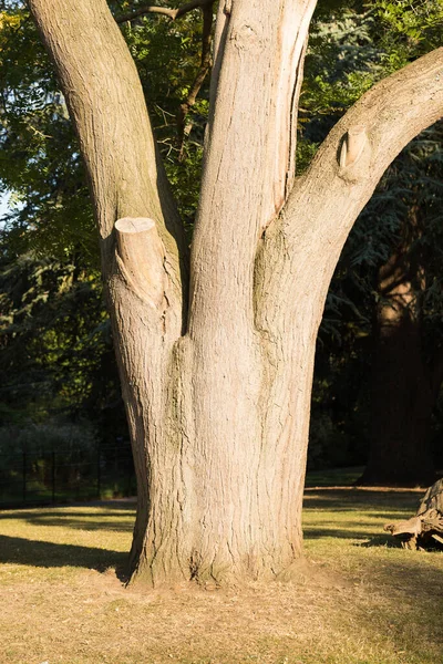 Üç Büyük Dallı Yaşlı Ağaç Gövdesi güneşli bir günde büyüyor. Aşırıya kaçan dallar kesilmiş. Dikey görüntü. Fantasy Triune veya Trident gibi görünüyor..