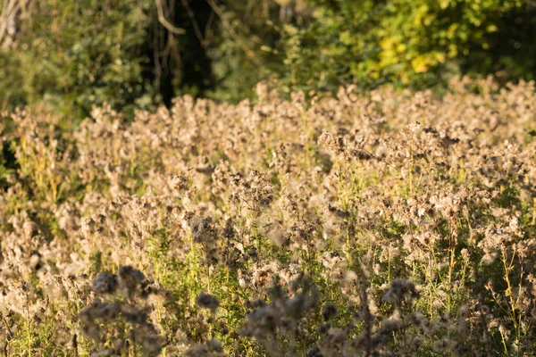 Güneşli bir günde Kuru Çimen ve Bitkilerle Sonbahar Çayırı 'nın Soyut Manzarası. Olgun Tohumlar Karahindiba 'nın Yabani Çiçeği Ormanın Kıyısında Büyür. Vahşi Doğa ve Gezgin Şehvetinin Güzelliği. 