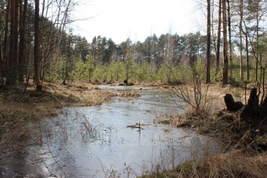 Baharın soğuk doğası ve Rus ormanındaki buz nehri.