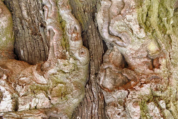 Fondo natural con corteza agrietada de árbol —  Fotos de Stock