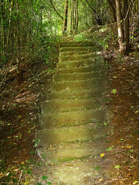 Romantik orman taş merdivenle