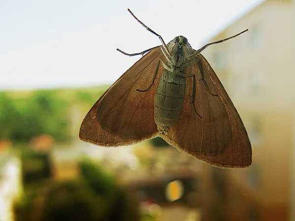 Brown moth sitting on the window — Stock Photo, Image