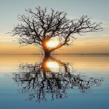 Su dolu bir manzara günbatımında ağacında silüeti