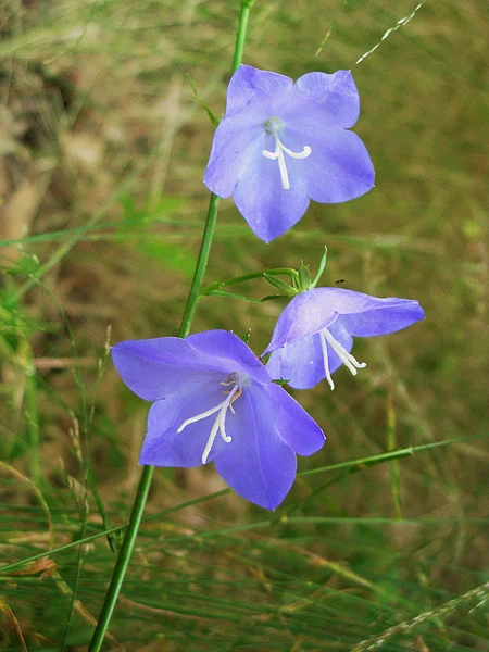 牧草地で釣鐘草開花 — ストック写真