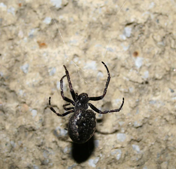 배경 벽에 거미줄의 스레드 검은 거미 — 스톡 사진