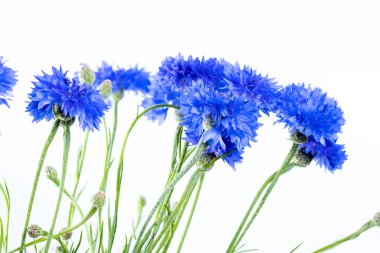 Bir yandan kraliyet mavi çiçekleri. Açık gri arka plan, bazı çiçekler tam olarak açılmamış, yeşil kıllı çiçek sapları görünür, ayrıca bekar düğmesi olarak da bilinir.