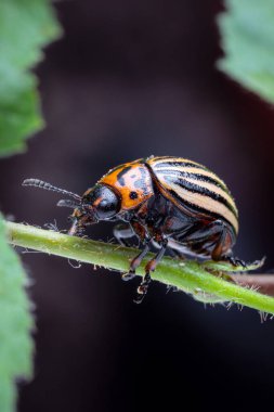 Siyah arka planda yeşil bir sapta oturan Colorado 'lu bir patates böceğinin makro çekimi, bu patates böceği dünya çapında büyük bir haşere, yine Almanya' da.