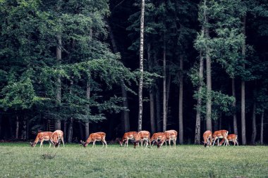 Ormanda otlayan bir grup kızıl geyik, Alman halk parkı, karamsar renkler, huş ağaçlı yaprak döken orman.