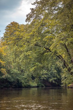 Doğa rezervi, sonbaharda soldan sarkan bir nehrin üzerinde, bulutlu bir günde doğa arka planı ya da duvar kağıdı olarak kullanılan turuncu ve sarı yapraklarla dolu büyük asılmış ağaçlarla korunur.
