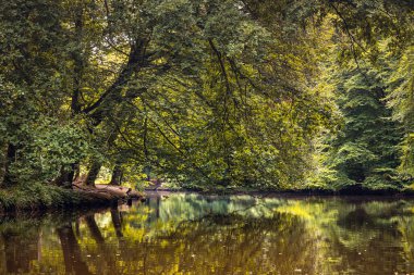 Sonbaharda vahşi bir nehrin üzerinde sarkan ağaç. Su yüzeyine yansıyan sarı ve yeşil yapraklar. Sonbahar sezonu için manzara duvar kağıdı..