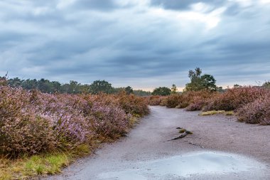 Heather manzarası, yaz yağmurundan hemen sonra, gün batımından önce doğa arka planı olarak kullanılmak üzere bulutlu bir gökyüzü ile birlikte mor çiçeklerle kaplanır.