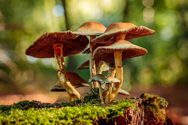 Gruppe Brauner Und Cremeweißer Wildpilze Die Auf Einem Morschen Alten — Stockfoto