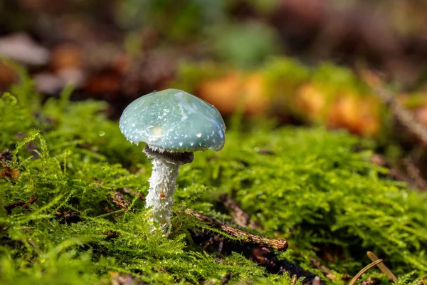 StroPharia aeruginosa, genellikle verdigris agarik olarak bilinir, bahardan sonbahara kadar çimenlerde, saman ve ormanlarda bulunan orta büyüklükte yeşil bir orman mantarıdır..
