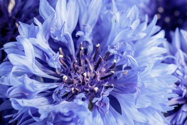 Macro Shot Light Blue Open Cornflower Blossom Flower Typical June — Stock Photo, Image