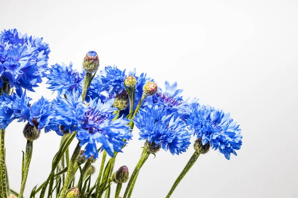 Royal Blue Cornflowers Side View Light Grey Background Some Blossoms — Stock Photo, Image