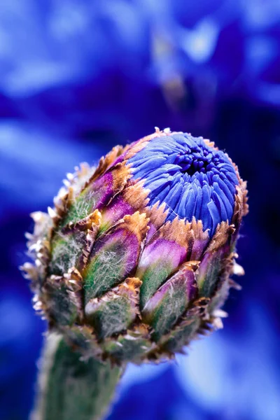 Single Cornflower Blossom Side View Black Background Back Out Focus — Stock Photo, Image