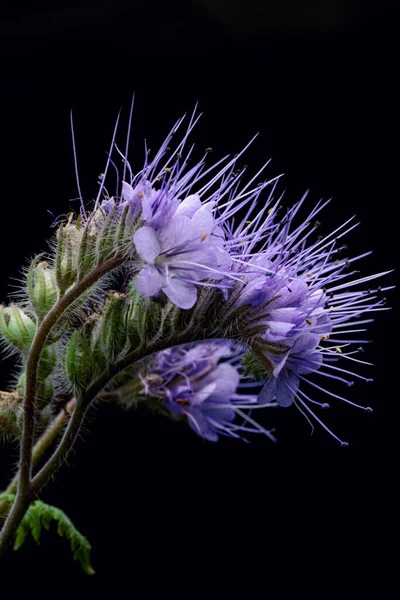 Yağmurfarn-Phazelie (Phacelia tanacetifolia) çiçeğinin siyah üzerine yakın plan çekimi, toprak verimliliği, sağlıklı ve verimli bir toprağı teşvik eden organik madde eklemek için bu bitki tarafından daha da geliştirilebilir.