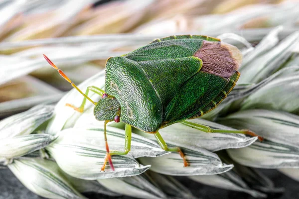 top view of a green shield bug sitting on a wheat ear, his green shell has a fine and glossy structure.