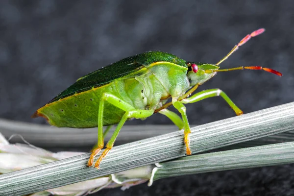 green shield bug from the side, sitting on a grass straw looking to the right with his red insect eyes