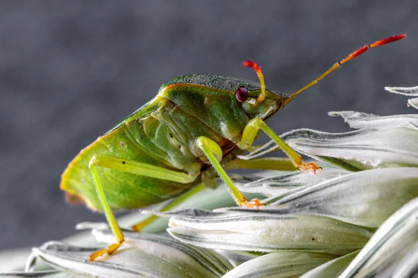green shield bug from the side, sitting on a wheat ear looking to the right with his red insect eyes and antennas.
