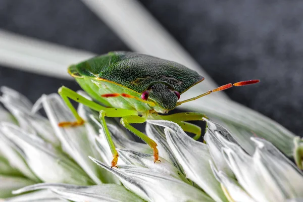 small green shield bug sitting on a dry wheat ear looking into the camera  on dark background, macro shot
