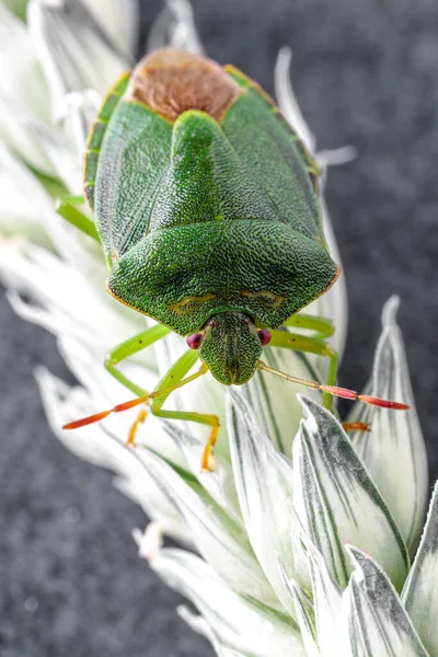 head shot of a green shield bug, looking from the top, his green shell has a fine and glossy structure, he is looking around with his red eyes and antennas