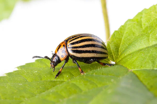 Macro Toma Escarabajo Patata Colorado Sentado Una Licencia Verde Sobre — Foto de Stock
