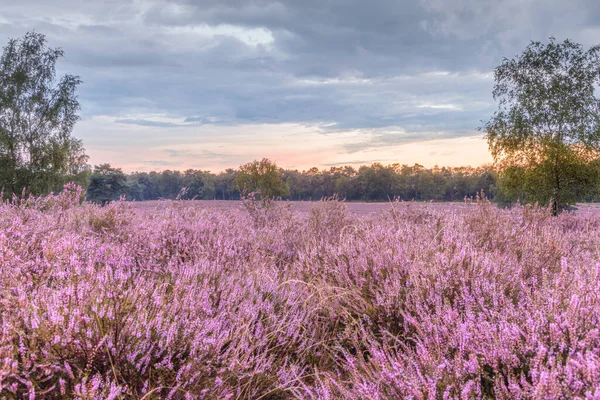Zbliżenie Strzał Fioletowe Kwiaty Wrzosowiska Znany Również Jako Molwa Lub — Zdjęcie stockowe