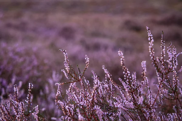 Nahaufnahme Von Violetten Heidekrautblüten Auch Als Leng Oder Calluna Vulgaris — Stockfoto