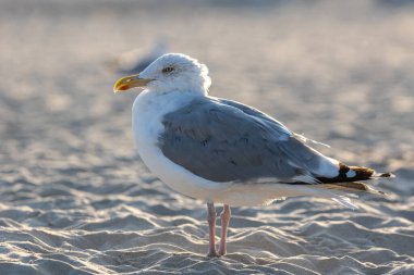 Sahilde oturan gri ve beyaz bir martıyı yakından çekerek Almanya 'nın doğu kıyısındaki Alman, vahşi yaşam ve sahil hayvanlarına sıcak bir yaz günü gönderdi.