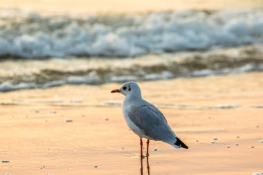 Sahilde duran vahşi bir martı, arka planda okyanus, günbatımı renk teması, Alman sahil hayvanları, martı okyanus kıyısına bakıyor.