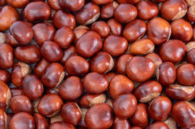 Kestane ağacından toplanan kahverengi ve turuncu kestaneler, arka plan veya şablon olarak kullanılıyor.