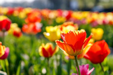 Yazın lale tarlasında yetişen kırmızı ve sarı noktalı lale çiçeklerinin manzarası, çiçeklerle dolu bulanık bir zemin.