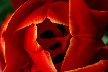 Bahar zamanı kırmızı ve sarı bir lale çiçeğinin üst görünümü, soyut duvar kağıdı veya arkaplan olarak kullanın