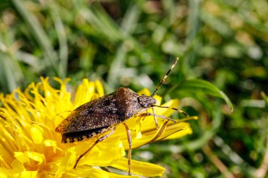 Yeşil bir çayırda sarı bir karahindiba çiçeğinin üzerinde oturan kahverengi mermer bir böceğin yakından görüntüsü, parlak gün ışığı.