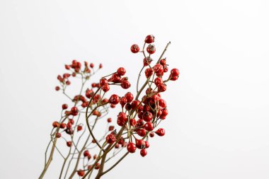 Üniformalı beyaz arka planda kırmızı böğürtlen dallarının yan görünüşü, bu böğürtlenler kuşlar için tipik bir kış meyvesidir ve ayrıca genellikle Noel süslemeleri için kullanılır.