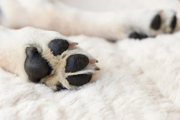 Aşağıdan gelen genç bir Labrador köpeğinin patileri, yumuşak, rahat bir battaniyenin üzerinde, köpek uyuyor ve mola veriyor.