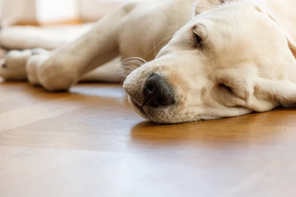 Genç bir Labrador yavrusunun, uzun bir yürüyüşten sonra ürperen altın ya da beyaz köpek cinsinin parke zeminde uyuduğu alçak açılı bir görüntü..