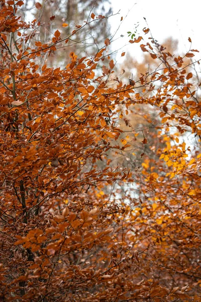 Egy Európai Bükkfa Sárga Narancssárga Levelei Őszi Évszakban Sötétbarna Gallyak — Stock Fotó