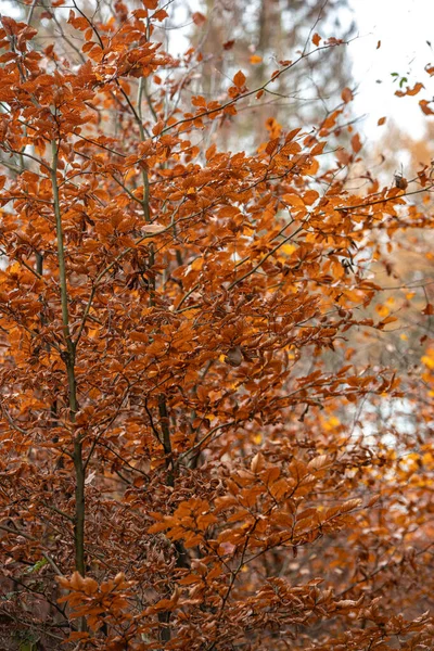 Gelbe Und Orangefarbene Blätter Einer Rotbuche Herbst Dunkelbrauner Zweig Mit — Stockfoto