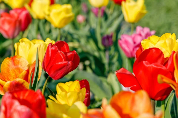 Close-up view of red, yellow, orange and purple tulips growing on a field in April or early spring, bright day light condition
