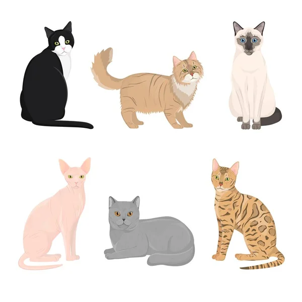 Gato Diferentes Razas Conjunto Vector Ilustraciones — Archivo Imágenes Vectoriales