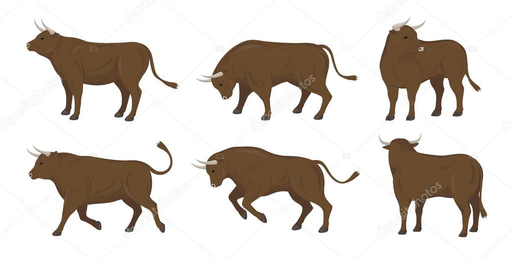Set of bulls in different poses