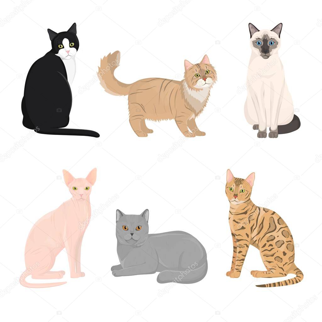 Cat different breeds set,vector Illustrations