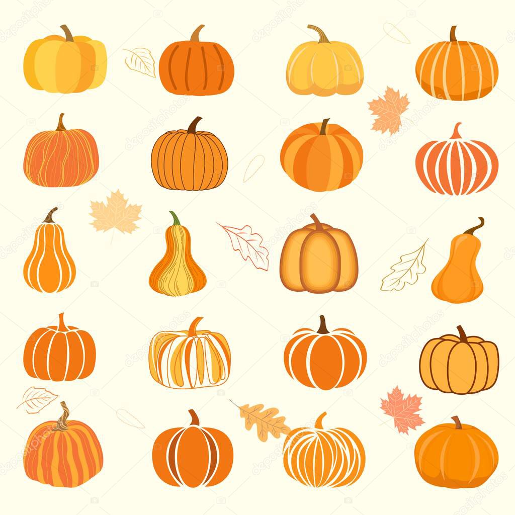 Pumpkins  for autumn season and leaves. Cute design for Halloween or Thankful day. Vector vegetable illustration.