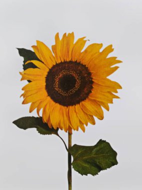 Güzel arka planı olan güzel çiçekler.