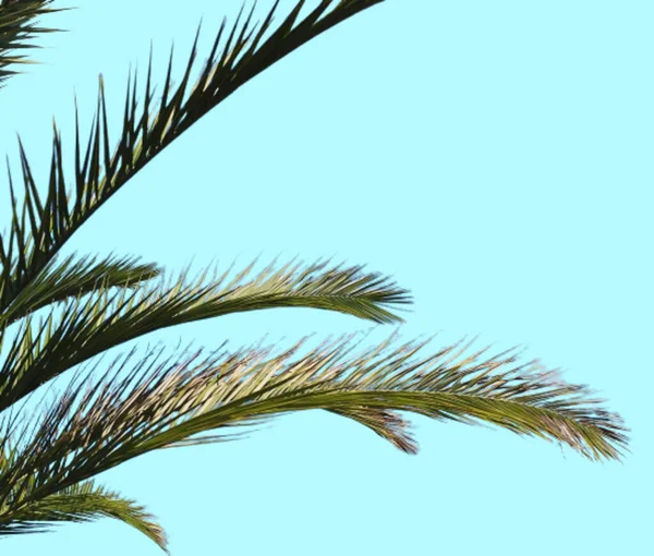 Folhas Palmeira Com Fundo Agradável — Fotografia de Stock