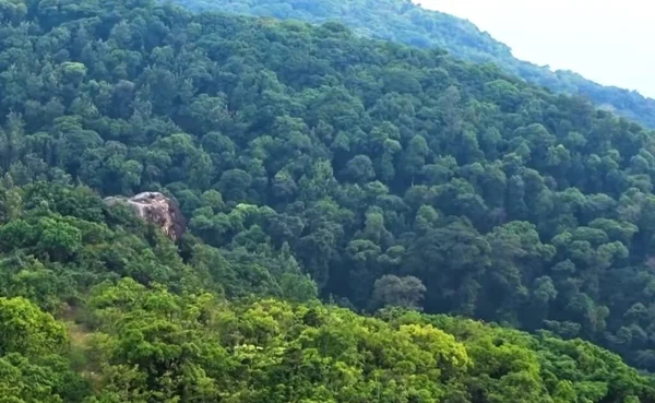 Primer Plano Exuberante Bosque Verde — Foto de Stock